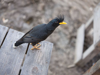 Close-up of bird perching on wood