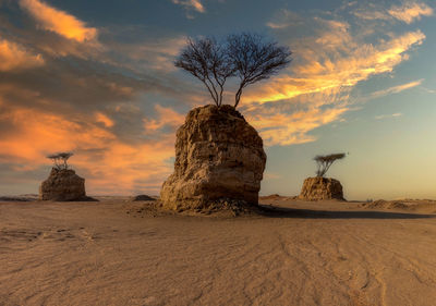 Bare tree on land against sky during sunset