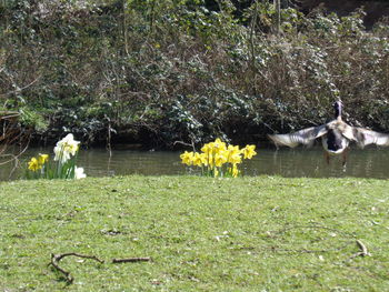 Flowers on tree branch