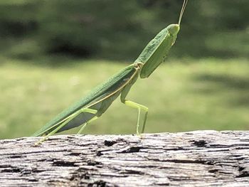 Close-up of insect on wood