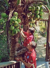 Rear view of mother and fruits on tree