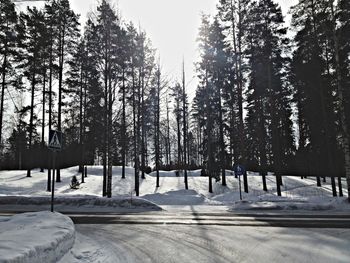 Trees in winter