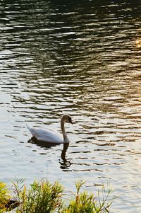 View of swan swimming in lake