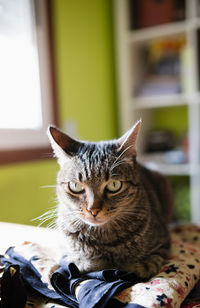 Cat sitting in a home