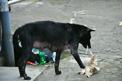 Black dog on floor