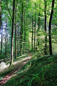 Trees in forest