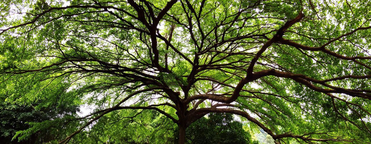 tree, growth, green color, branch, tranquility, low angle view, nature, forest, beauty in nature, lush foliage, tree trunk, full frame, backgrounds, green, tranquil scene, scenics, day, outdoors, no people, leaf