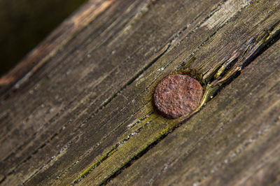 High angle view of leaf on wooden plank