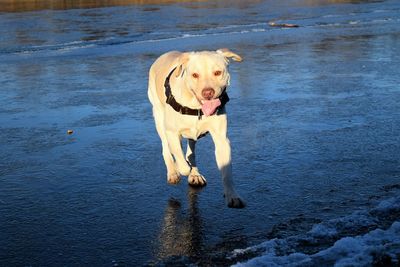 Portrait of dog in water