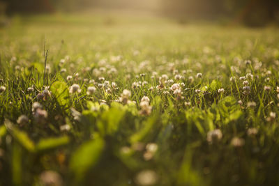 Surface level of grass in field