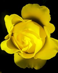 Close-up of flower over black background