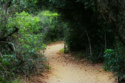 Footpath leading to forest