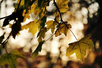 Close-up of autumnal leaves against blurred background