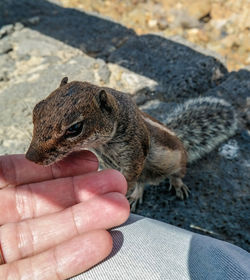 Midsection of person holding squirrel