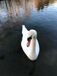 Swan swimming in lake