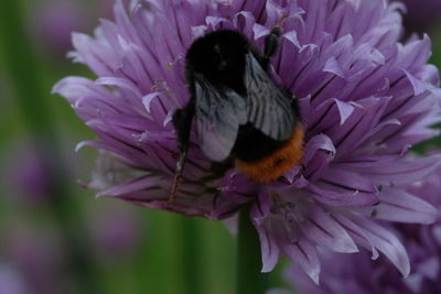 Close-up of flower blooming outdoors