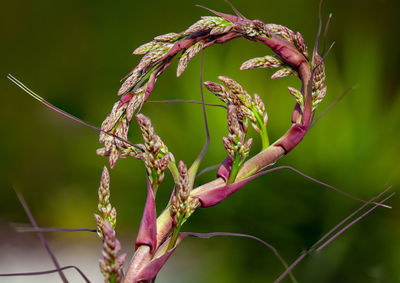 Close-up of red flowering plant