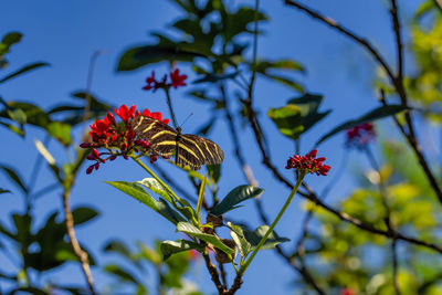 Close-up of butterfly pollinating on flower
