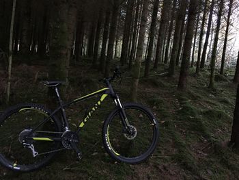 Bicycle in forest at night