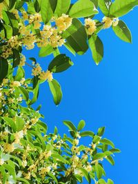 Low angle view of tree against blue sky
