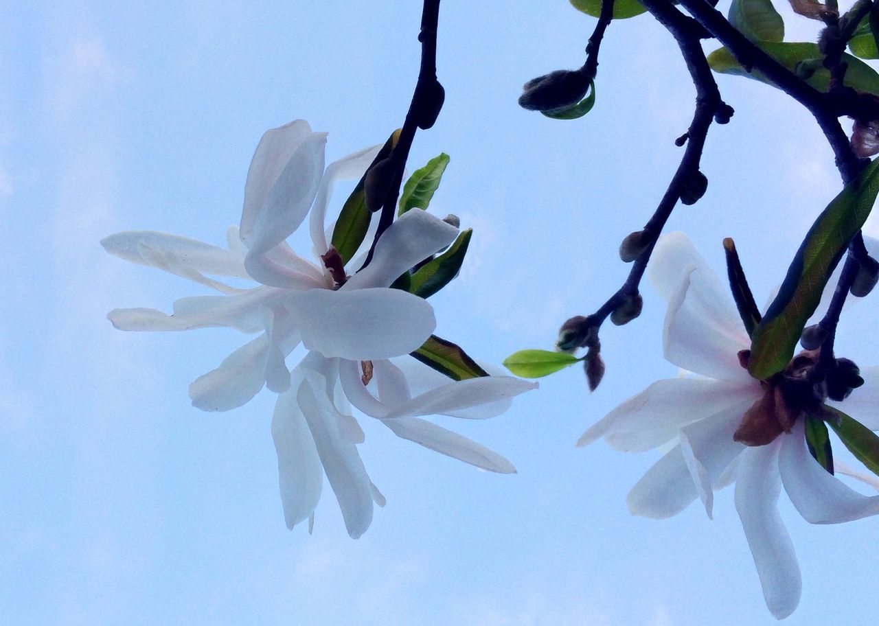 flower, freshness, petal, fragility, growth, white color, flower head, beauty in nature, nature, blooming, close-up, stamen, low angle view, in bloom, pollen, blossom, plant, focus on foreground, stem, branch