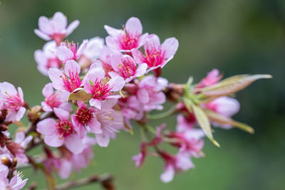 Close-up of pink flowers