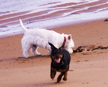 Dogs playing at beach