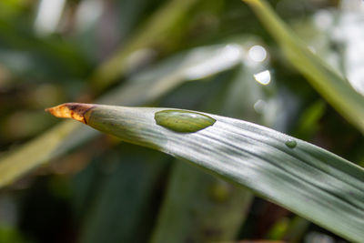 Close-up of water drops on plant