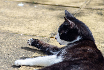 Black cat lying down