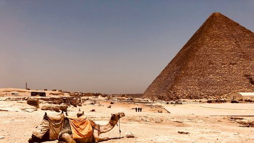 View of an animal on desert against clear sky