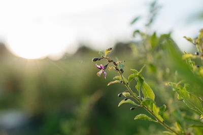 Close-up of red flowering plant against sky