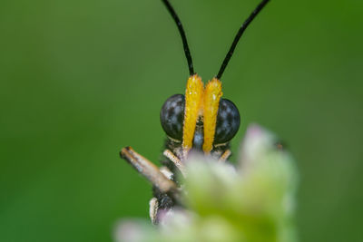 Close-up of insect on flower
