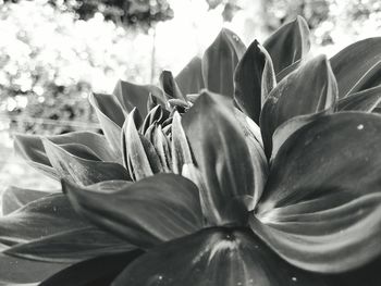 Close-up of succulent plant