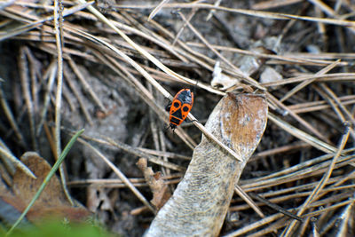 High angle view of ladybug on twig