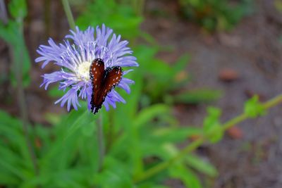 Close-up of insect on purple flower