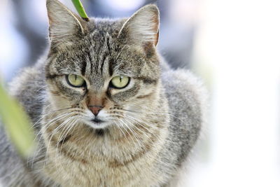 Close-up portrait of a cat