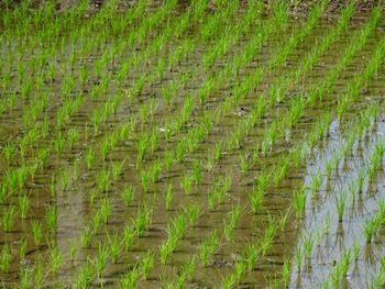 Full frame shot of rice field