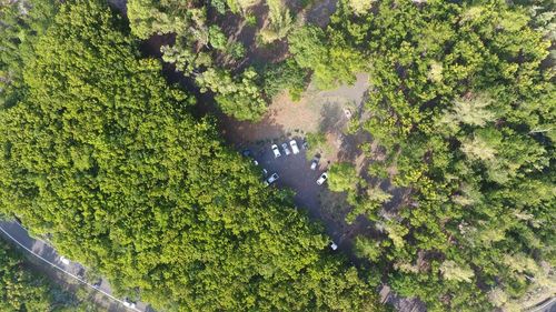 High angle view of trees by lake in forest