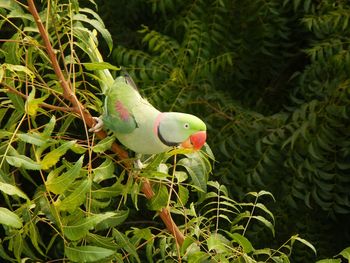 Close-up of parrot perching on plant