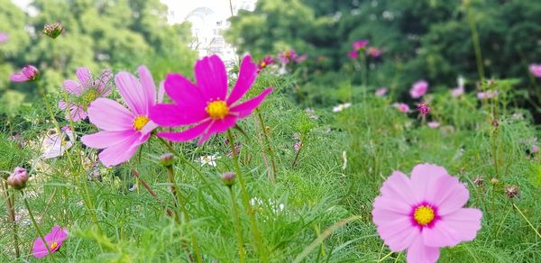 Close-up of pink cosmos flower on field