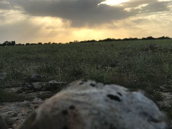 Close-up of field against sky during sunset