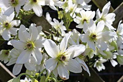 Close-up of white flowering plants