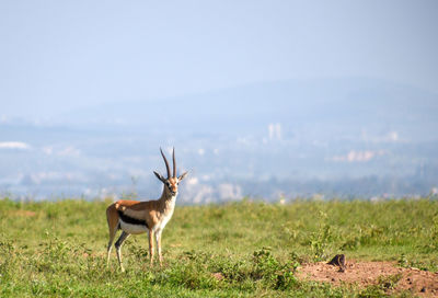 Deer standing on field