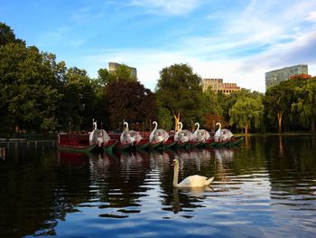 Swans on lake against sky