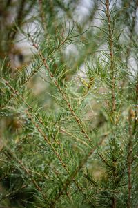 Close-up of pine tree