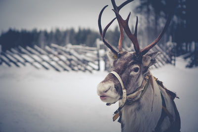 Stag standing on snow covered field during sunset