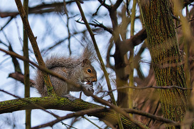  squirrel in tree