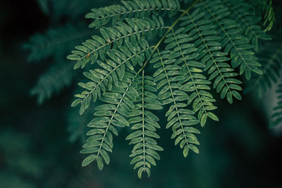 Close-up of green leaves on branch