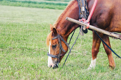 Red horse grazing in a meadow in spring. portrait of beautiful brown horse eating grass and hay 