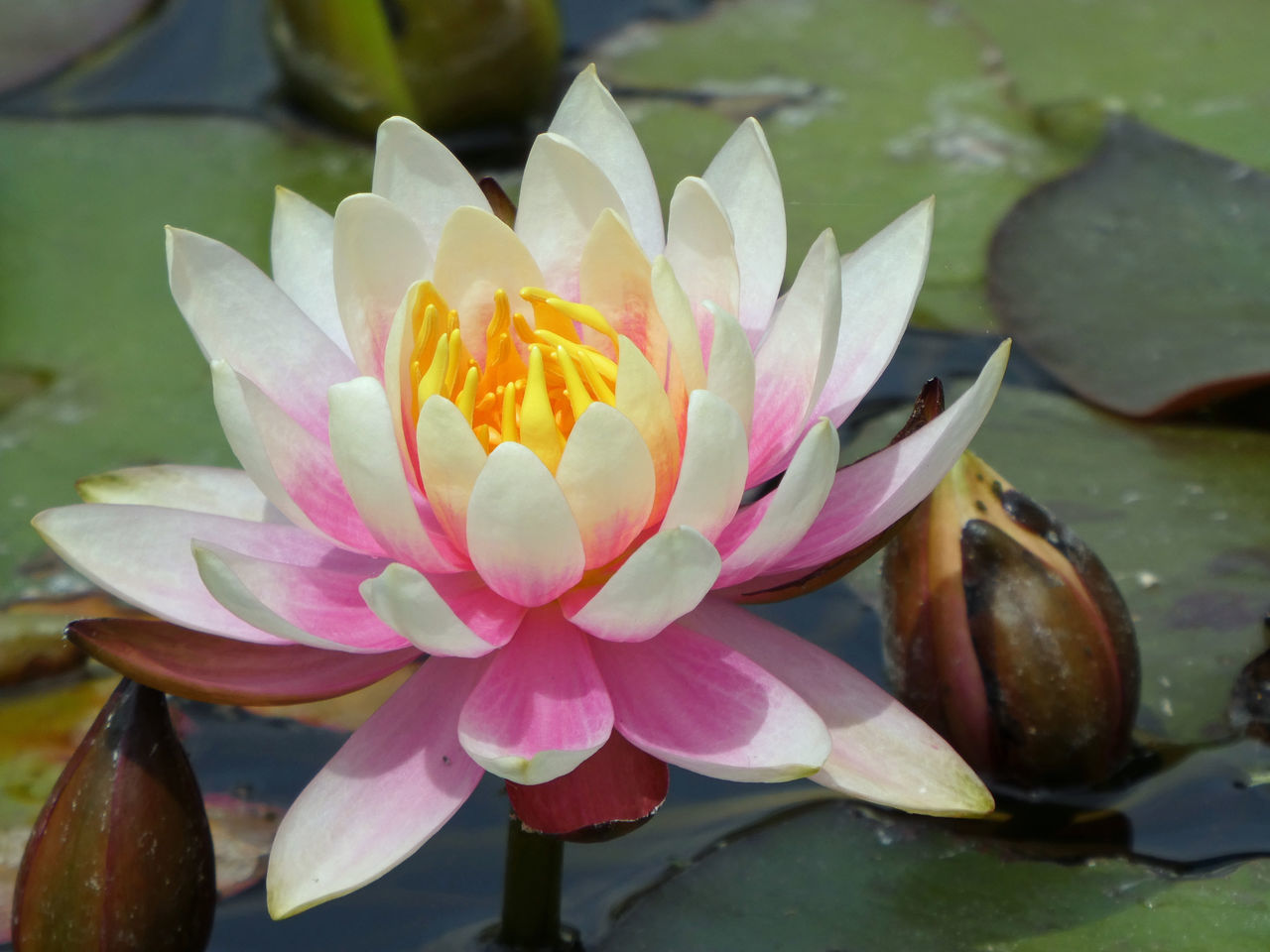 CLOSE-UP OF PINK LOTUS WATER LILY IN LAKE